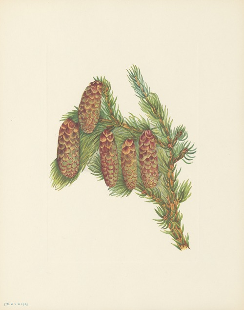 Engelmann Spruce (Picea engelmanni)