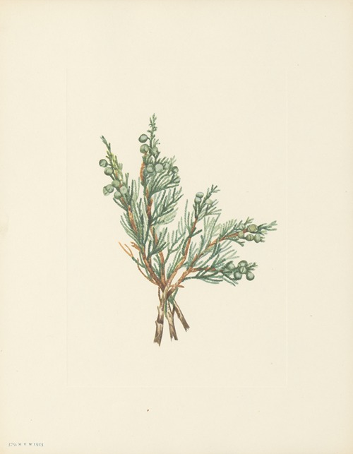 Creeping Juniper (Juniperus horizontalis)