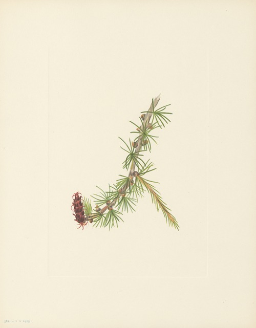 Lyall Larch (Larix lyallii)