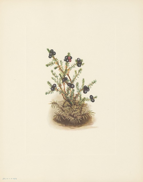 Crowberry (Empetrum nigrum)