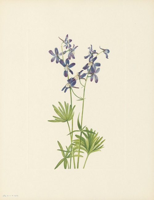 Slim Larkspur (Delphinium depauperatum)