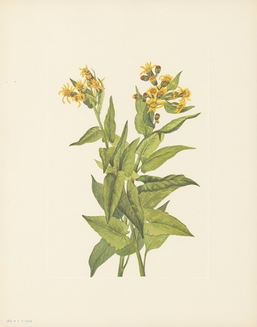 Arrowleaf Groundsel (Senecia triangularis)