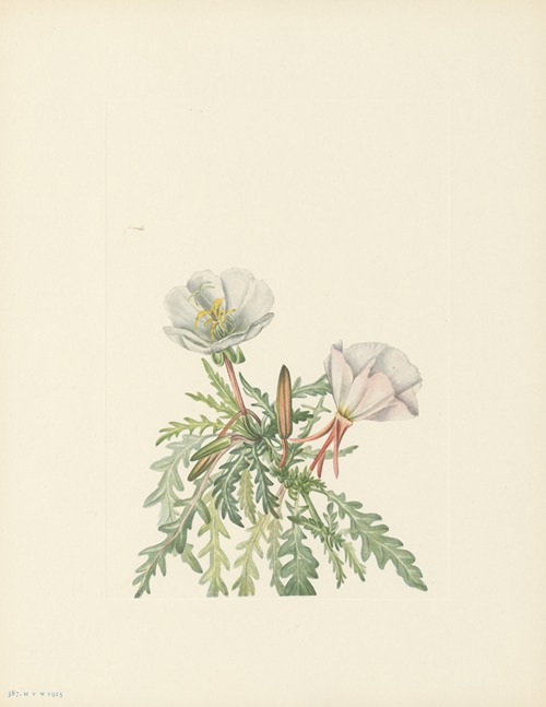 White Dawnrose (Pachyloplus marginatus)