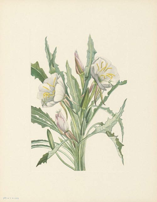 Evening-primrose (Pachyloplus hirsutus)