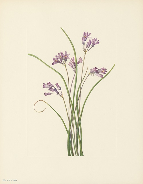 Clusterlily (Hookera pauciflora)