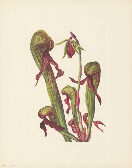 California Pitcherplant (Chrysamphora californica)