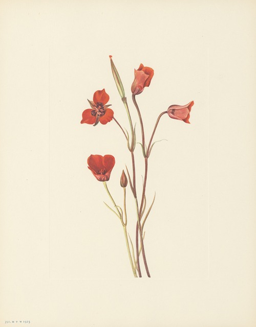 Scarlet Mariposa (Calochortus kennedyi)
