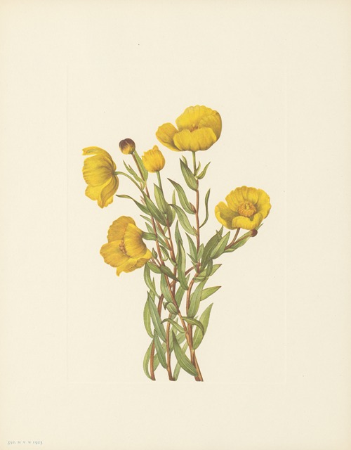 Bushpoppy (Dendromecon rigidum)