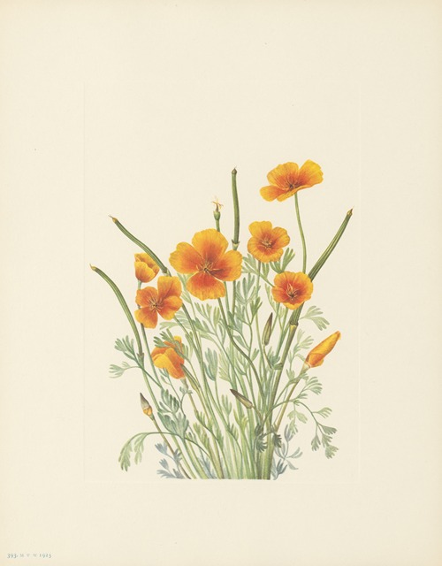 Mexican Poppy (Eschscholtzia mexicana)
