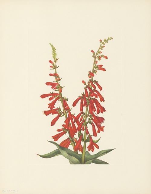 Fire Pentstemon (Pentstemon eatonii)