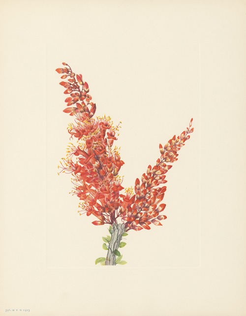 Ocotillo (Fouquieria splendens)