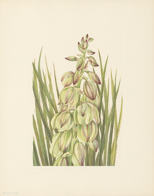 Yucca (Yucca baileyi)