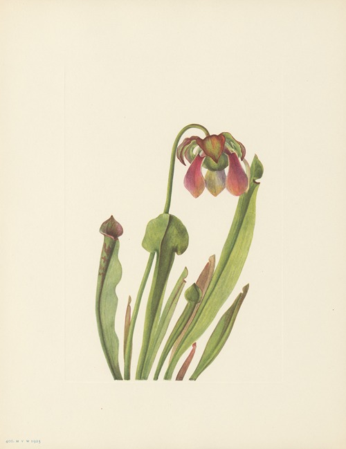 Catesby Pitcherplant (Sarracenia catesbaei)