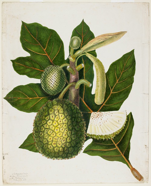 Artocarpus Incisa (The True Bread-fruit of the Phillipines)