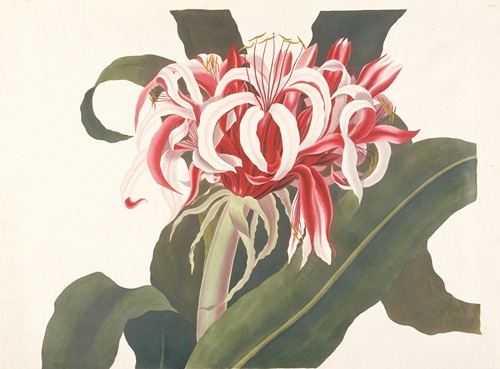 Crinum augustum (Giant Spider Lily, Queen Emma Lily)