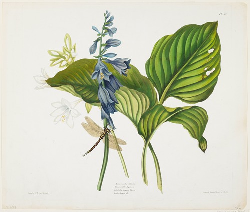 Hemerocallis caerulea (Common Hosta)