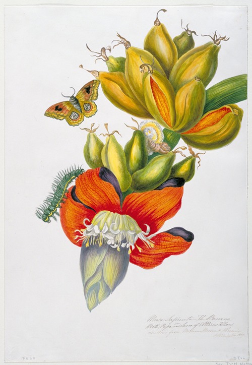 Musa sapienta (The Banana Moth, Pupa and Larva of Attacus wilsoni)
