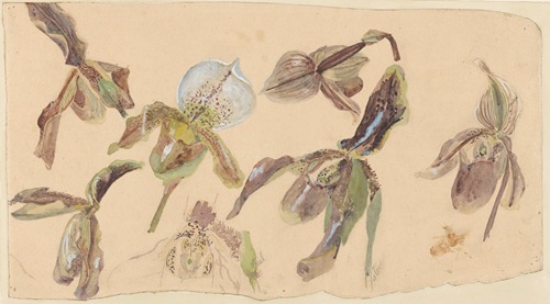 Zeven studies van orchideeën