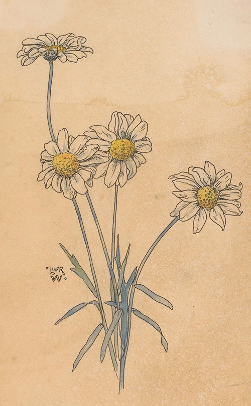 Witte margrieten