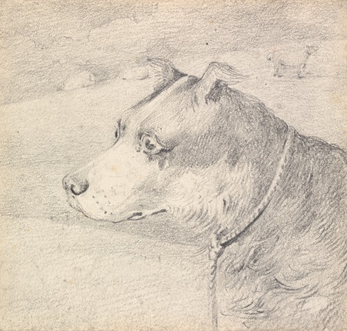 Head and Shoulders of a Collie Dog, Wearing a Leash or Tether, Sketchy Sheep in Background