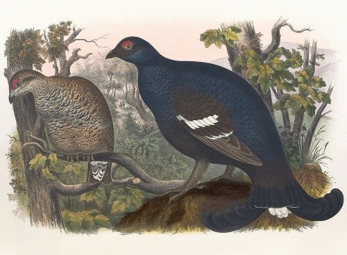 The Black Grouse (1865)