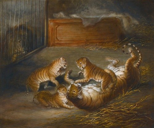 Three ‘liger’ Cubs Bred Between A Lion And A Tigress At The Royal Menagerie