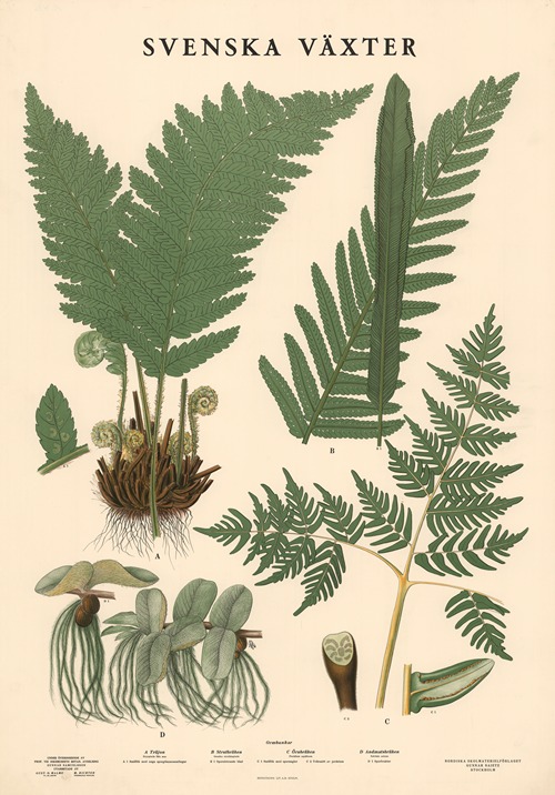 Svamptavla IV - Artvee