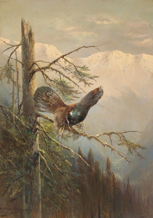 Balzender Auerhahn
