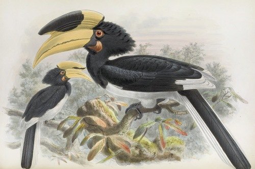 Anthracoceros coronatus (1882)