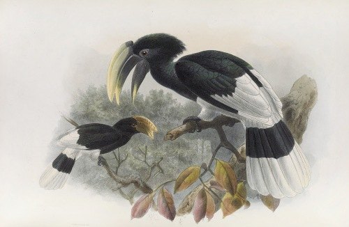 Bycanistes albotibialis (1882)