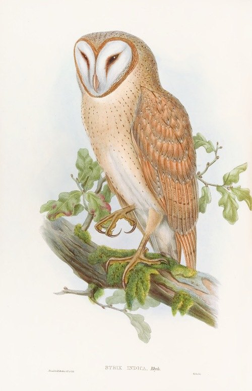 Indian Screech Owl (1850-1883)