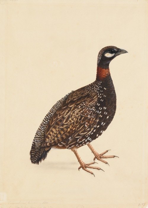 A Black Partridge (c. 1800)