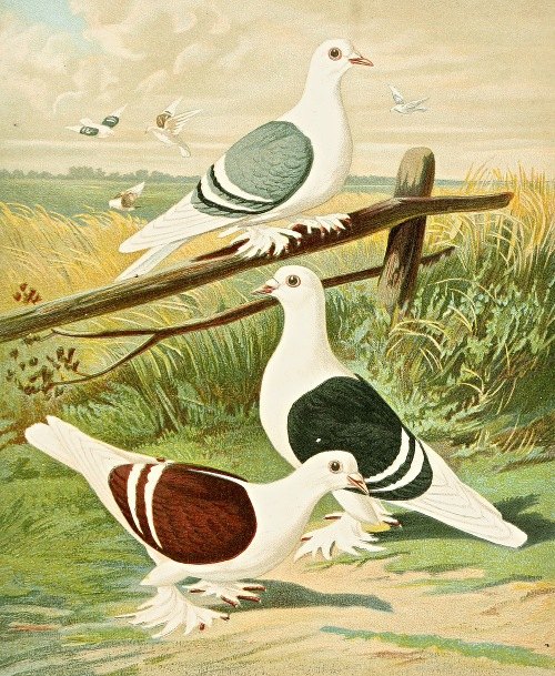 C. clypeata