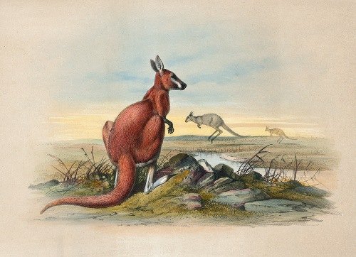 The Red Kangaroo (1861-1867)
