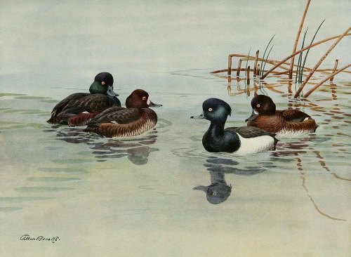 New Zealand Scaup, Tufted Duck (1922-1926)