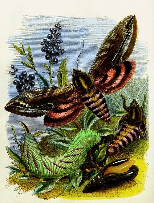 The Butterfly Vivarium or Insect home Pl 3 (1858)