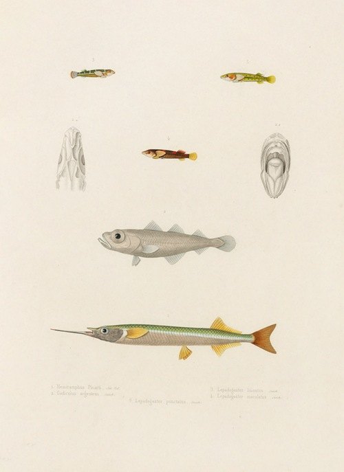 Hemiramphus Picarti, Gadiculus argenteus, Lepadogaster lineatus,Lepadogaster maculatus, Lepadogaster punctatus