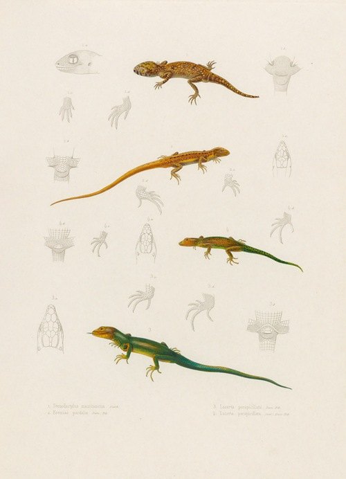 Stenodactylus Mauritanicus, Lacerta perspicillata, Eremias pardalis, Lacerta perspicillata
