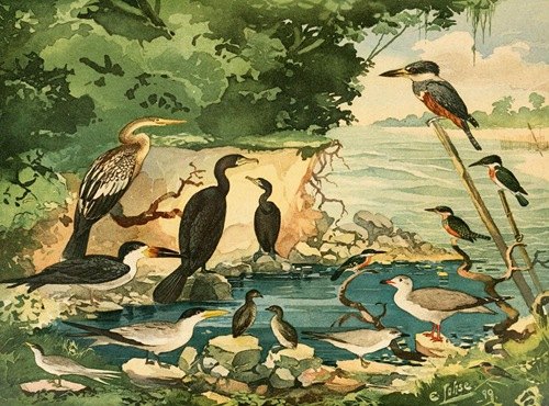 Carará, Mergulhões, Gaivotas, Trinta-réis, Arirambas