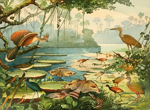 Cigana, Pavão do Pará, Carão, Piaçoca, Saracura, Açanã, Ipequy