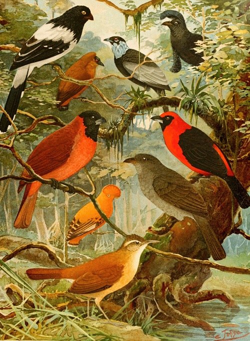 Tié-tinga, Pipira, Cri-cri-ó, loão de barro, Gallo da serra, Pavão do mato