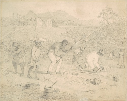 Planting the sugar cane (Trinidad)