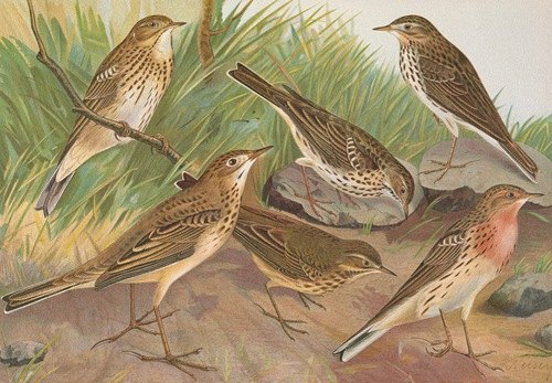 Anthus trivialis, pratensis, Richardi Vieillot, cervinus, pensilvanicus