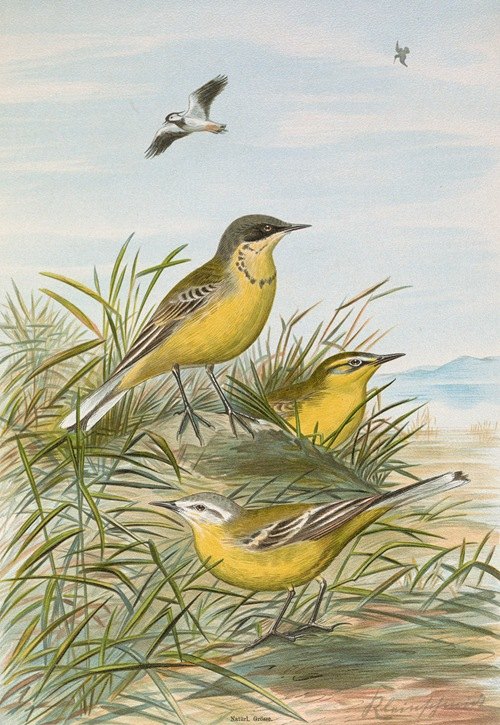 Budytes taivanus Swinhoe, Budytes flavus beema Sykes, Budytes flavus borealis (Sundevall)