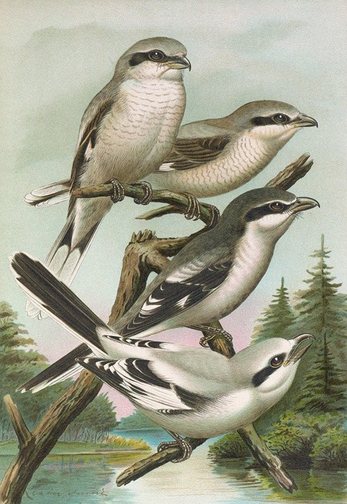 Lanius excubitor borealis, Lanius meridionalis, Lanius excubitor Homeyeri
