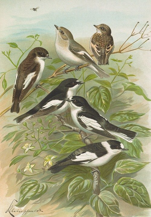 Muscicapa atricapill, Muscicapa collaris semitorquata, Muscicapa collaris Bechst