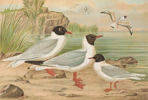 Larus minutus Pall, Larus ridibundus, Larus melanocephalus Natt, Larus minutus Pall