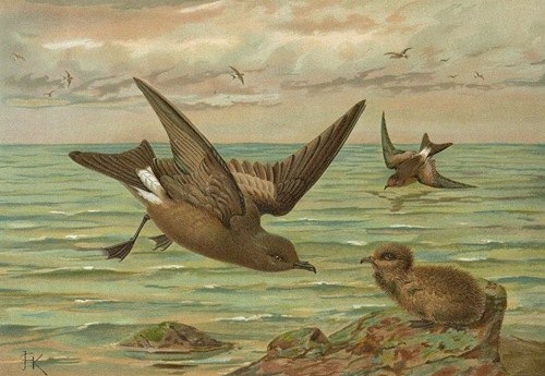 Oceanodroma leucorrhoa (Vieill.), Gabelschwanziger Schwalben-Sturmvogel