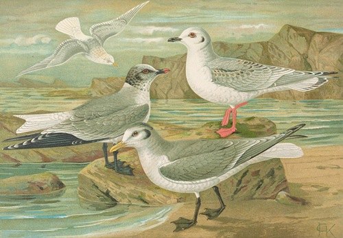 Rhodostethia rosea, Xema Sabinei (Sab.), Rissa tridactyla, Larus leucopterus Faber