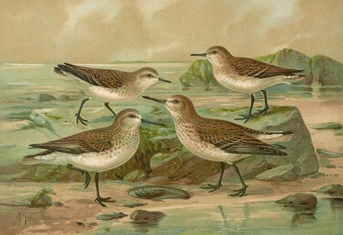 Tringa alpina, Tringa alpina Schinzi, Tringa minuta Leisl, Tringa Temmincki Leisl